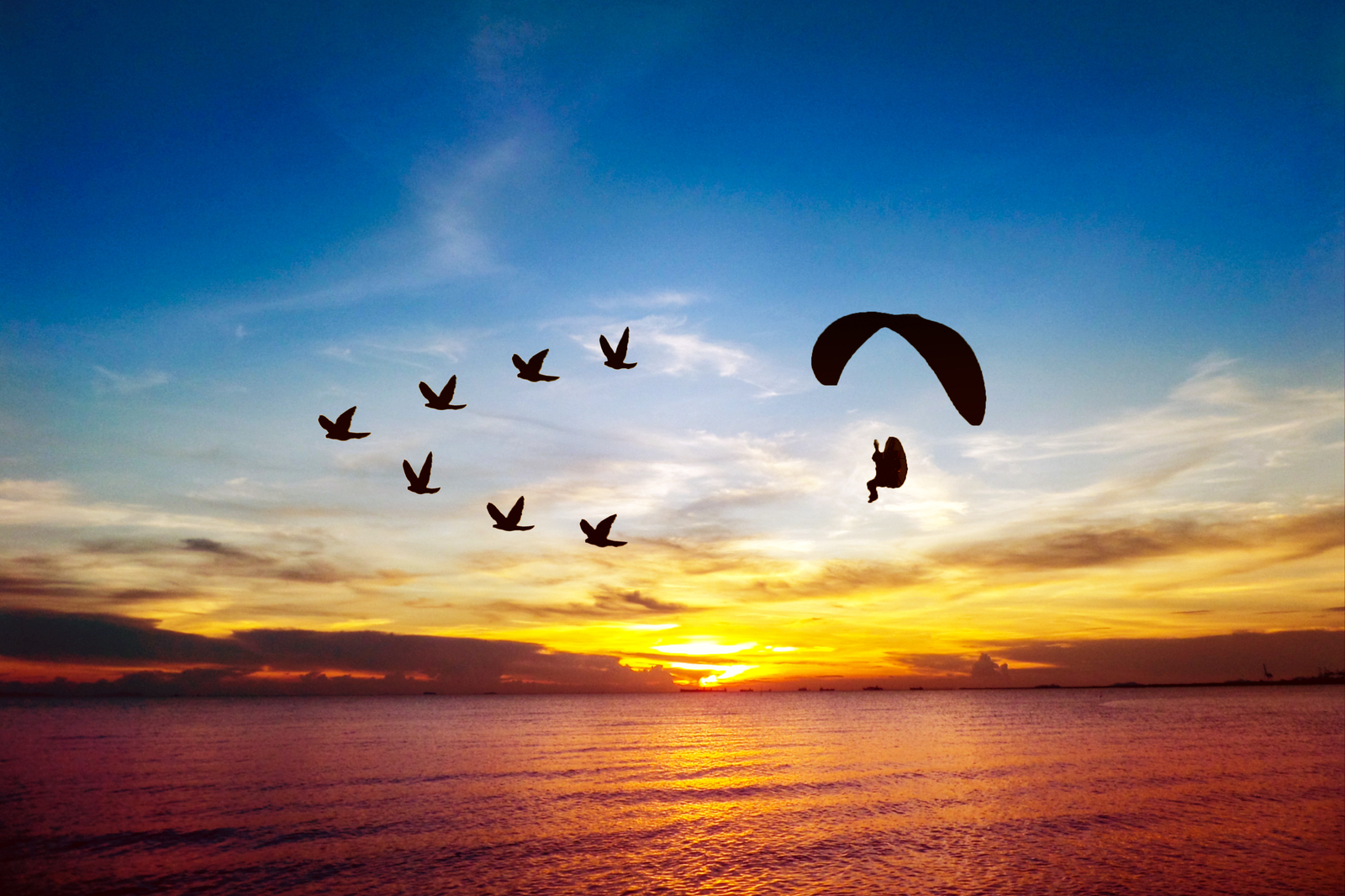 parapente pajaros volando